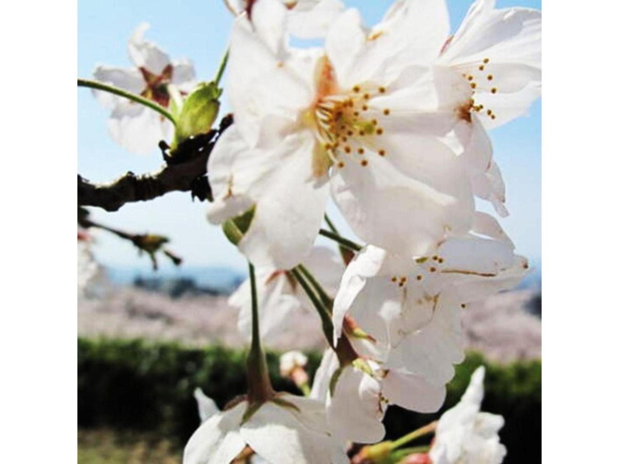 Tottori City Hotel / Vacation Stay 81359 Zewnętrze zdjęcie